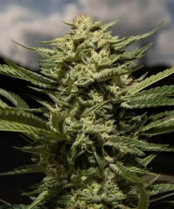 Skywalker OG Seeds Buy Skywalker OG Seeds