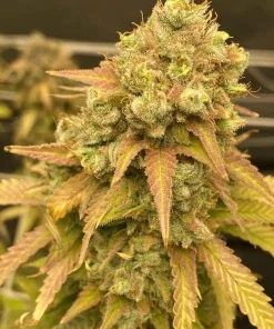 Skywalker OG Seeds1 Buy Skywalker OG Seeds