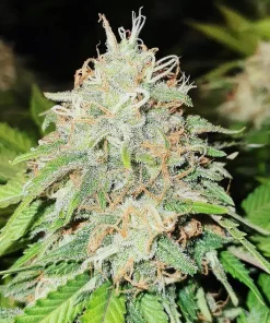 Skywalker OG Seeds2 Buy Skywalker OG Seeds