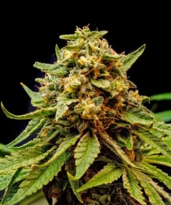 Star Killer Seeds Buy Star Killer Seeds