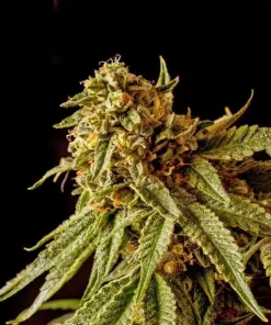 Buy Star Killer Seeds