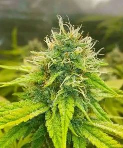 Stardawg Seeds