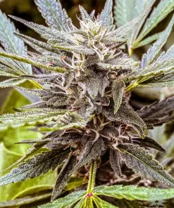 Stardawg Seeds1 Stardawg Seeds