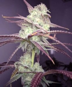 Buy Strawberry Banana Seeds