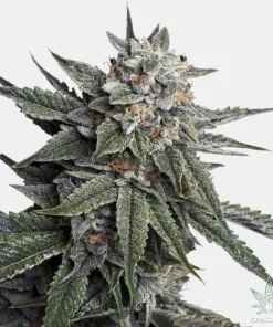 Strawberry Banana Seeds Buy Strawberry Banana Seeds