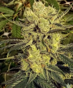 Strawberry Banana Seeds1 Buy Strawberry Banana Seeds