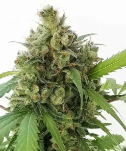 Strawberry Cough Seeds Buy Strawberry Cough Seeds