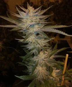 Buy Strawberry Cough Seeds