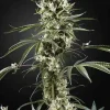 Super Silver Haze Seeds