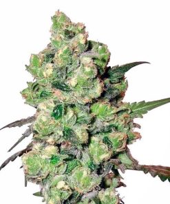 Super Skunk Seeds Buy Super Skunk Seeds