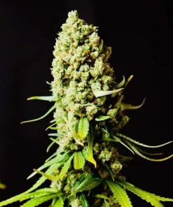 Super Skunk Seeds Buy Super Skunk Seeds