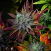 Buy Super Skunk Seeds