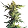 Supreme CBD Durban Seeds
