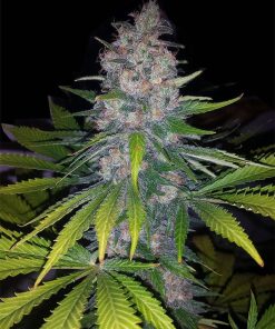 Sweet Island Skunk Seeds