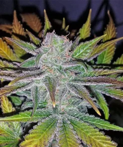Sweet Island Skunk Seeds Sweet Island Skunk Seeds
