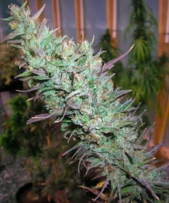 Sweet Island Skunk Seeds1 Sweet Island Skunk Seeds