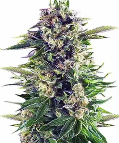 Sweet Island Skunk Seeds2 Sweet Island Skunk Seeds