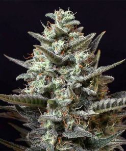 Buy Sweet Tooth Seeds