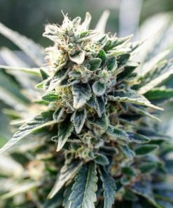 Tahoe Kush Seeds Tahoe Kush Seeds