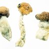 Texas Magic Mushrooms for sale
