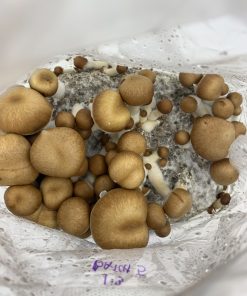 The Ultimate All In One Magic Mushroom Grow Kit1 Buy The Ultimate All-In-One Magic Mushroom Grow Kit Online