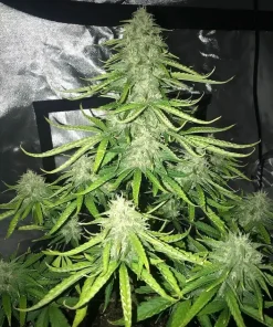 Trainwreck Seeds Buy Trainwreck Seeds Online