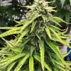 Buy Trainwreck Seeds Online