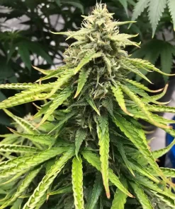 Buy Trainwreck Seeds Online