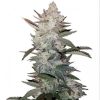 Buy True OG Kush Seeds