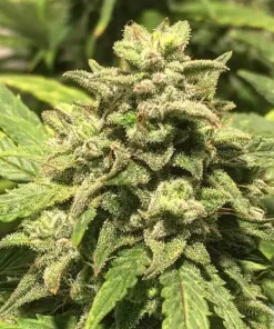 UK Cheese Seeds Buy UK Cheese Seeds