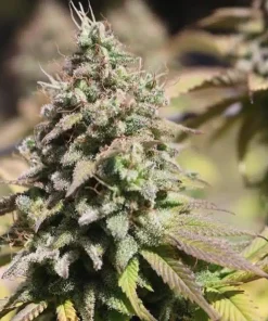 UK Cheese Seeds1 Buy UK Cheese Seeds