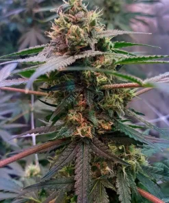 UK Cheese Seeds2 Buy UK Cheese Seeds