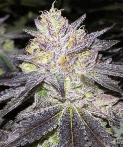Wedding Cake Seeds Wedding Cake Cannabis Strain