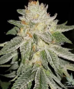 Wedding Cake Seeds Wedding Cake Cannabis Strain