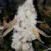 Wedding Cake Cannabis Strain