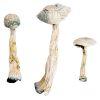 White Rabbit Psychedelic Mushrooms for Sale