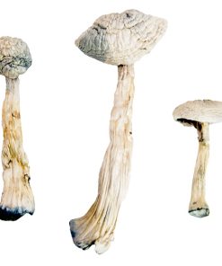 White Rabbit Psychedelic Mushrooms for Sale
