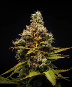 White Rhino Seeds2 Buy White Rhino Seeds