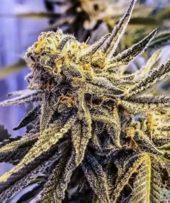 White Rhino Seeds3 Buy White Rhino Seeds