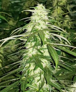 Buy White Russian Seeds