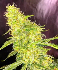 White Russian Seeds1 Buy White Russian Seeds