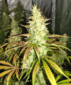 White Widow Autoflower Order White Widow Autoflower Seeds