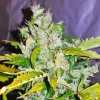 Order White Widow Autoflower Seeds