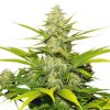 Buy White Widow Seeds