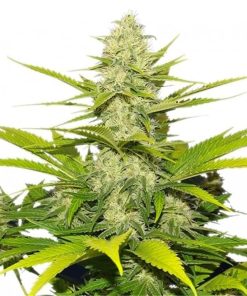 Buy White Widow Seeds
