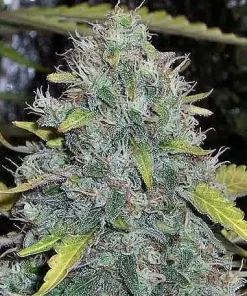 White Widow Seeds Buy White Widow Seeds