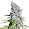 Buy Zkittlez Strain Seeds