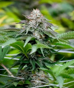 products bubba kush seeds usa 768x960.jpg Buy Bubba Kush Seeds