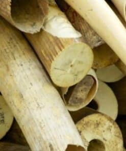 Elephant Tusks1 Buy Elephant Tusks Online