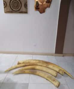 Elephant Tusks11 Buy Elephant Tusks Online